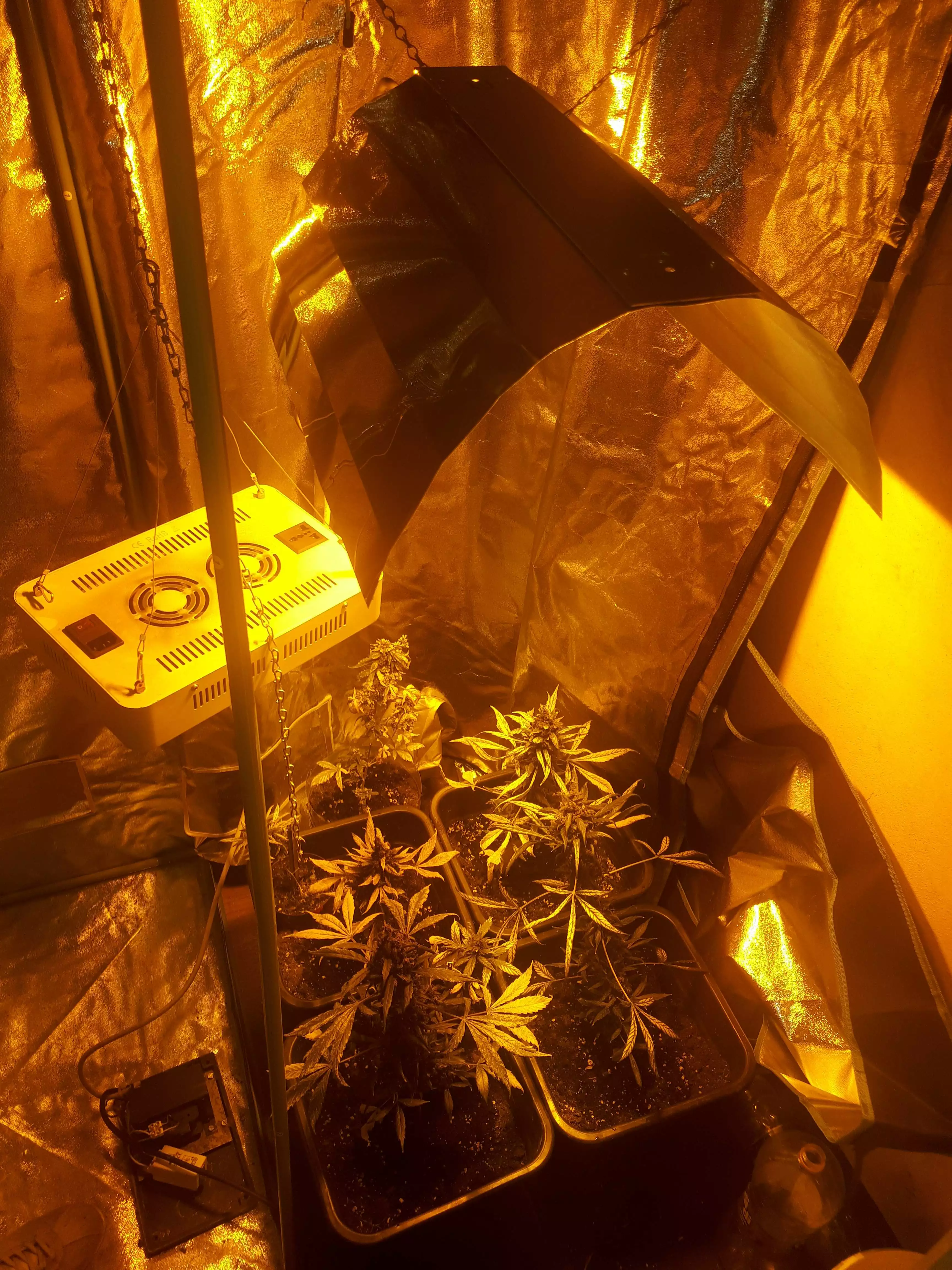 Grow1903