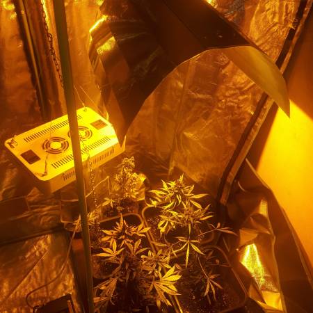 Grow1903