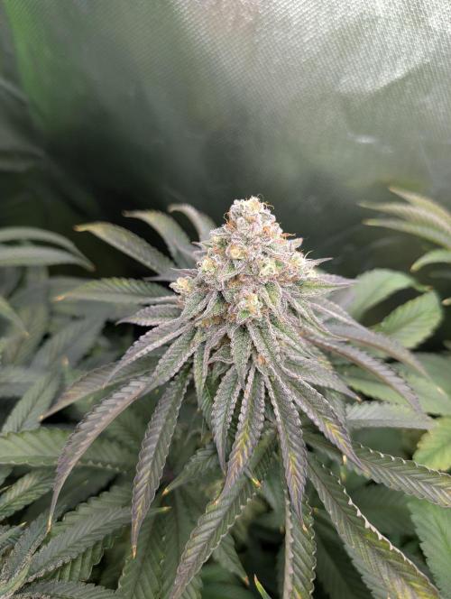 null door _grower_rosinjuice