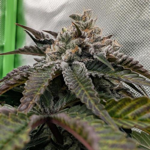 null door _grower_rosinjuice