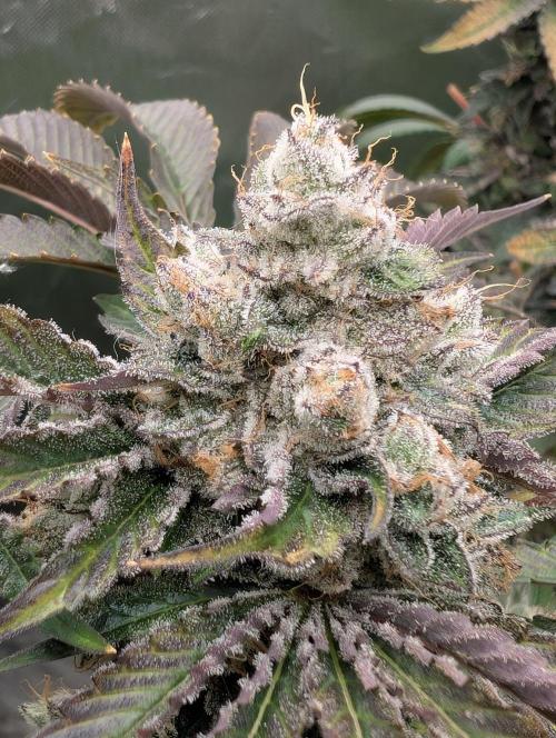 null door _grower_rosinjuice