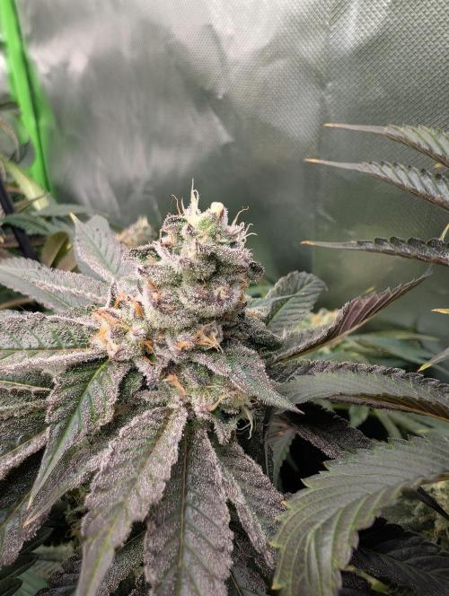 null door _grower_rosinjuice