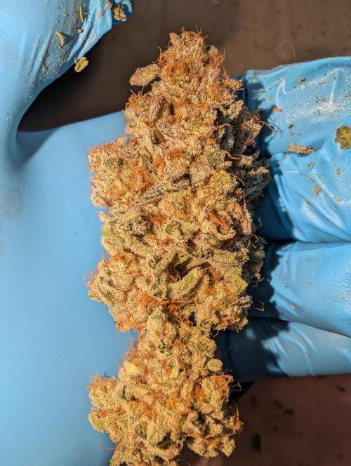 null door _grower_rosinjuice
