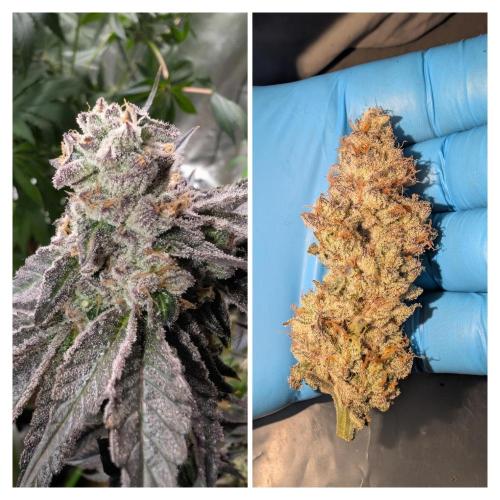 null door _grower_rosinjuice