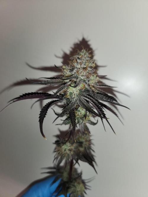 null door _grower_rosinjuice