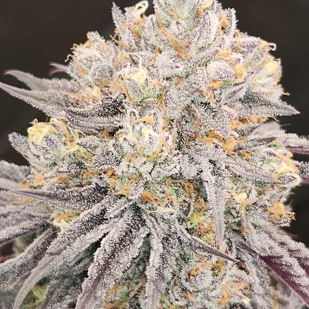 _grower_rosinjuice