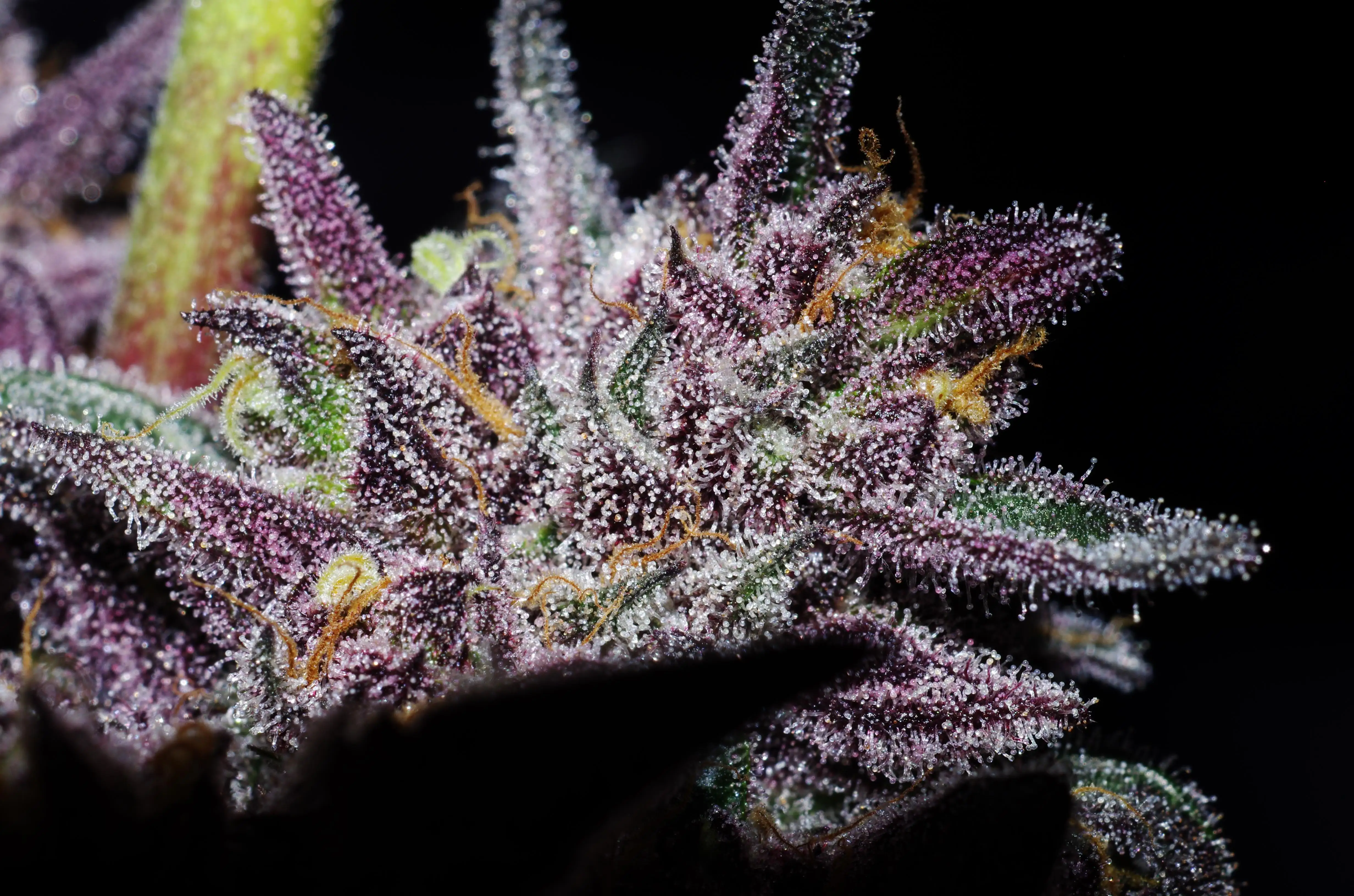 cg_grow