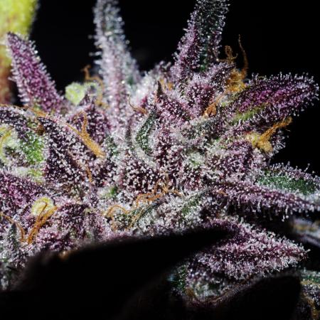 cg_grow