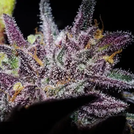 cg_grow