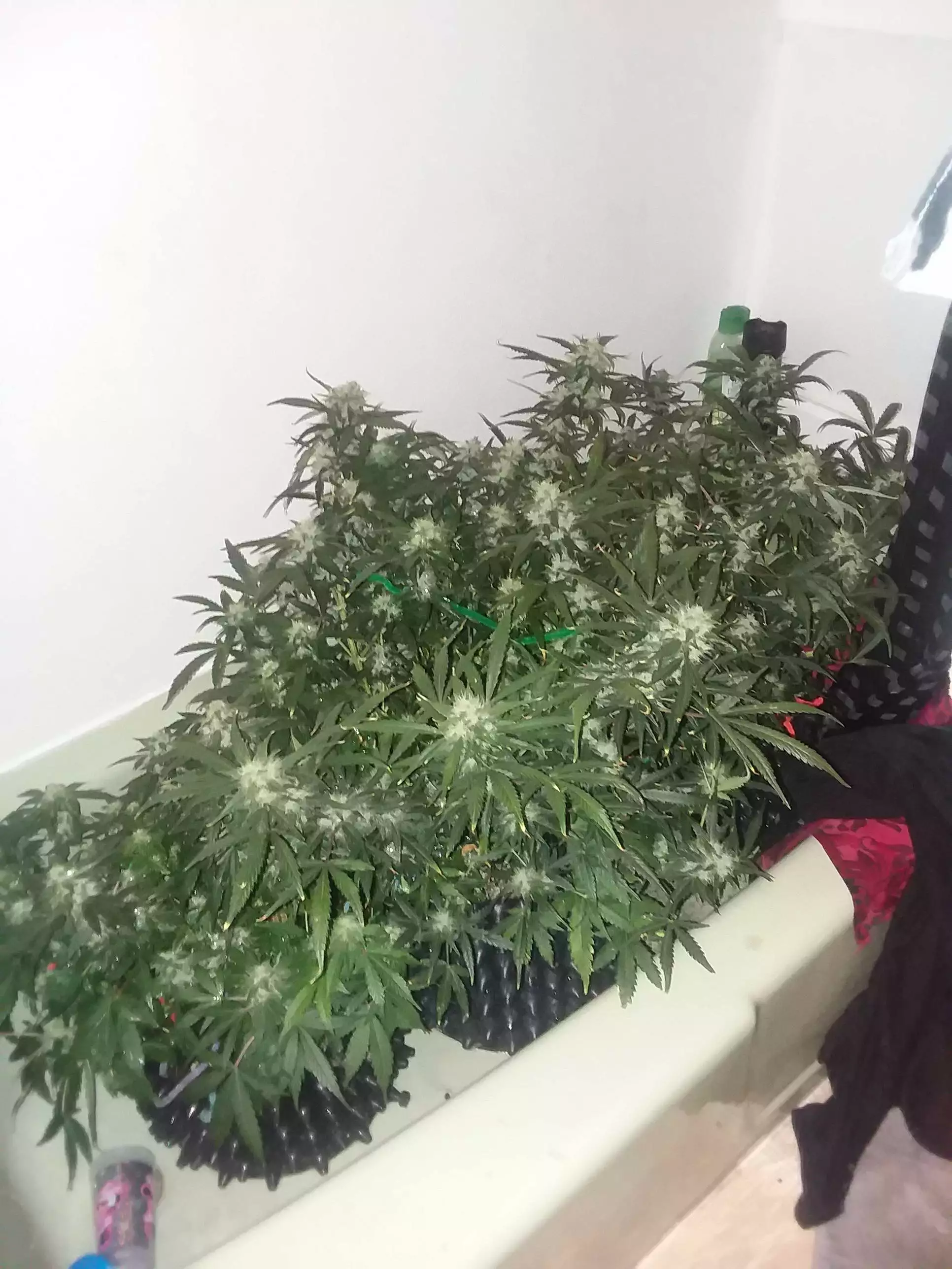 VTgrower1107