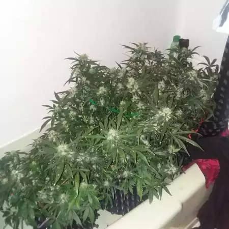 VTgrower1107