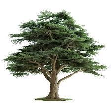 secretcedar