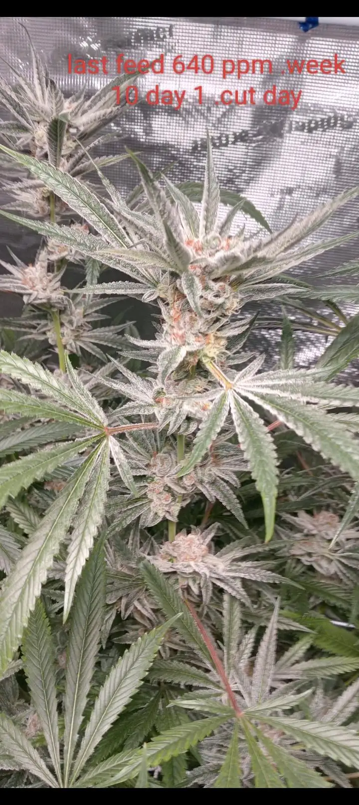 pabloescobudz