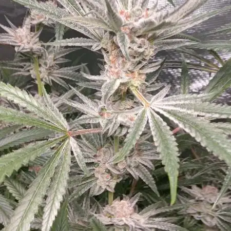 pabloescobudz