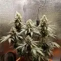GreenFarm420