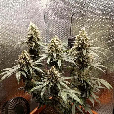 GreenFarm420