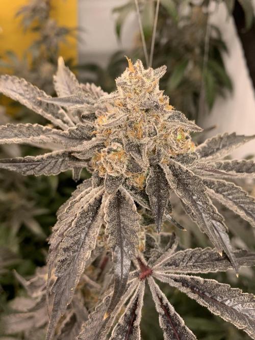 null door tsf_homegrow