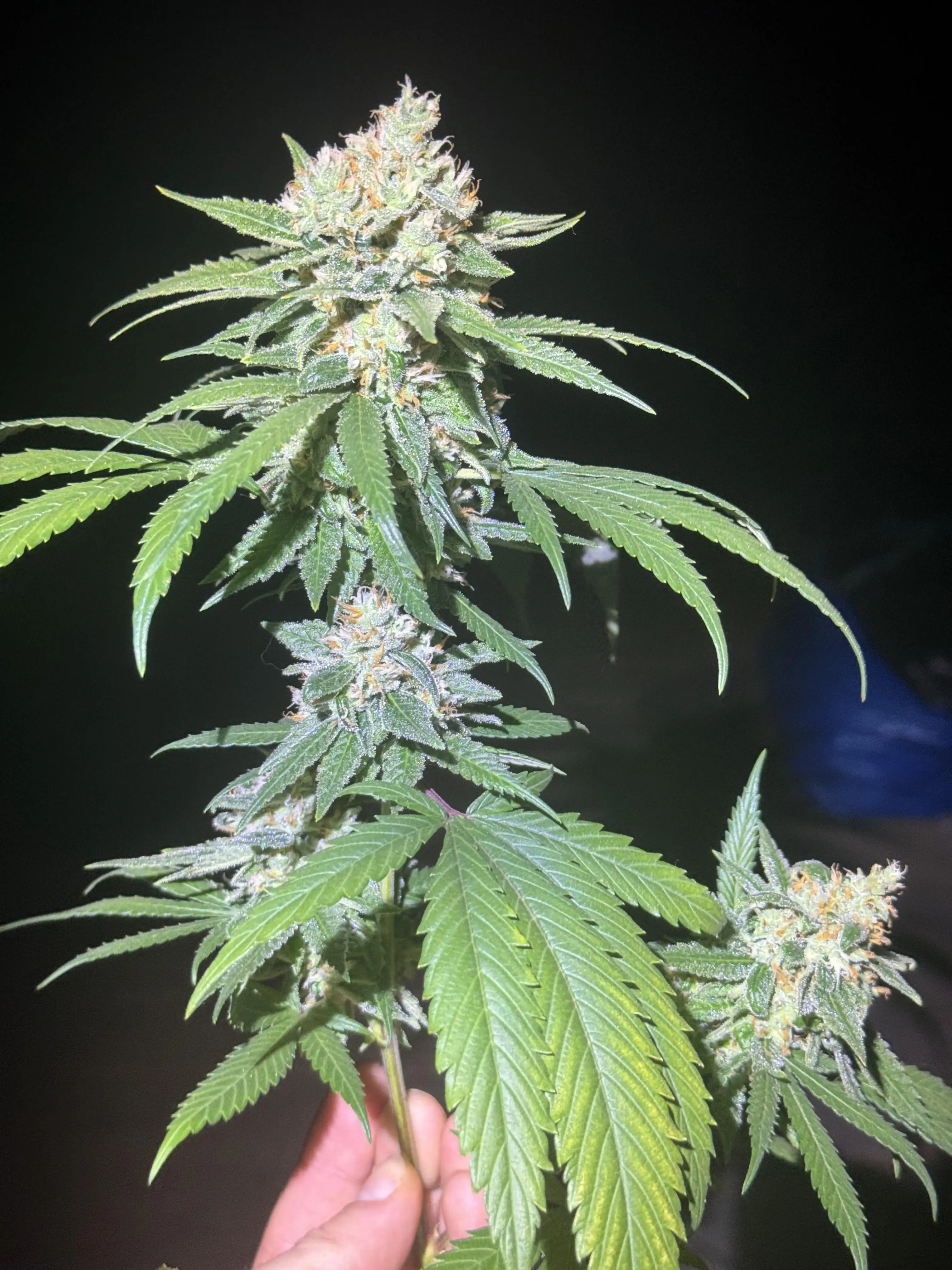 Noltigrow-Casino420