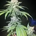 Noltigrow-Casino420