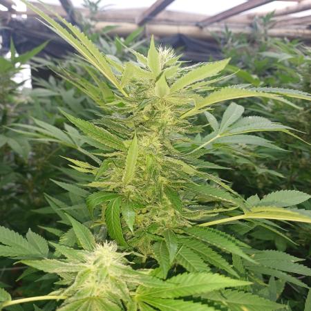 Cannabiszimba