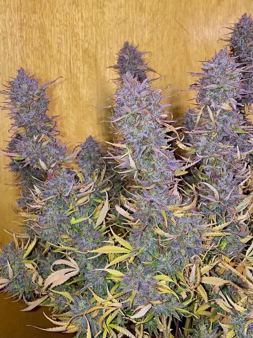null door Comfrey