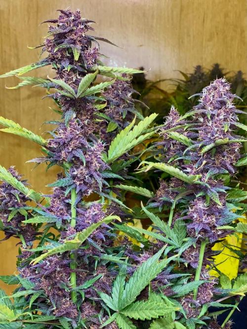null door Comfrey