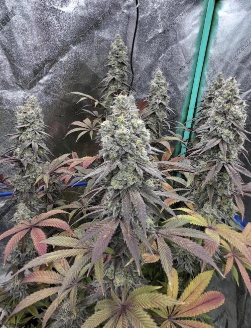 null door BostonGirlGrows