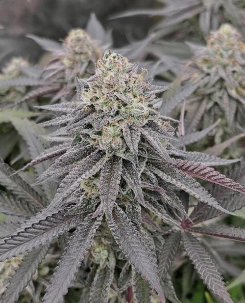 null door BostonGirlGrows