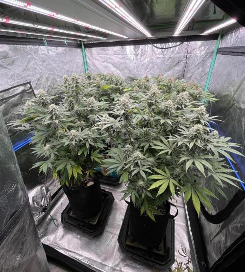 null by BostonGirlGrows