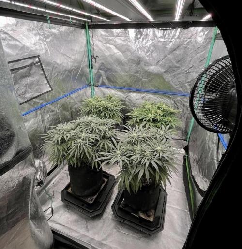 null by BostonGirlGrows