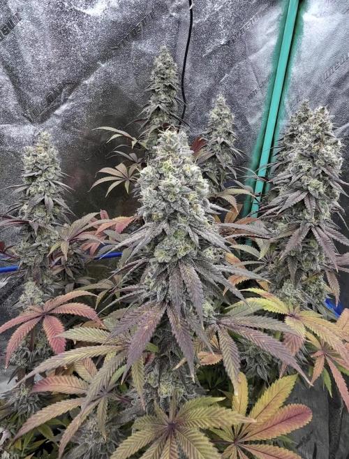 null by BostonGirlGrows