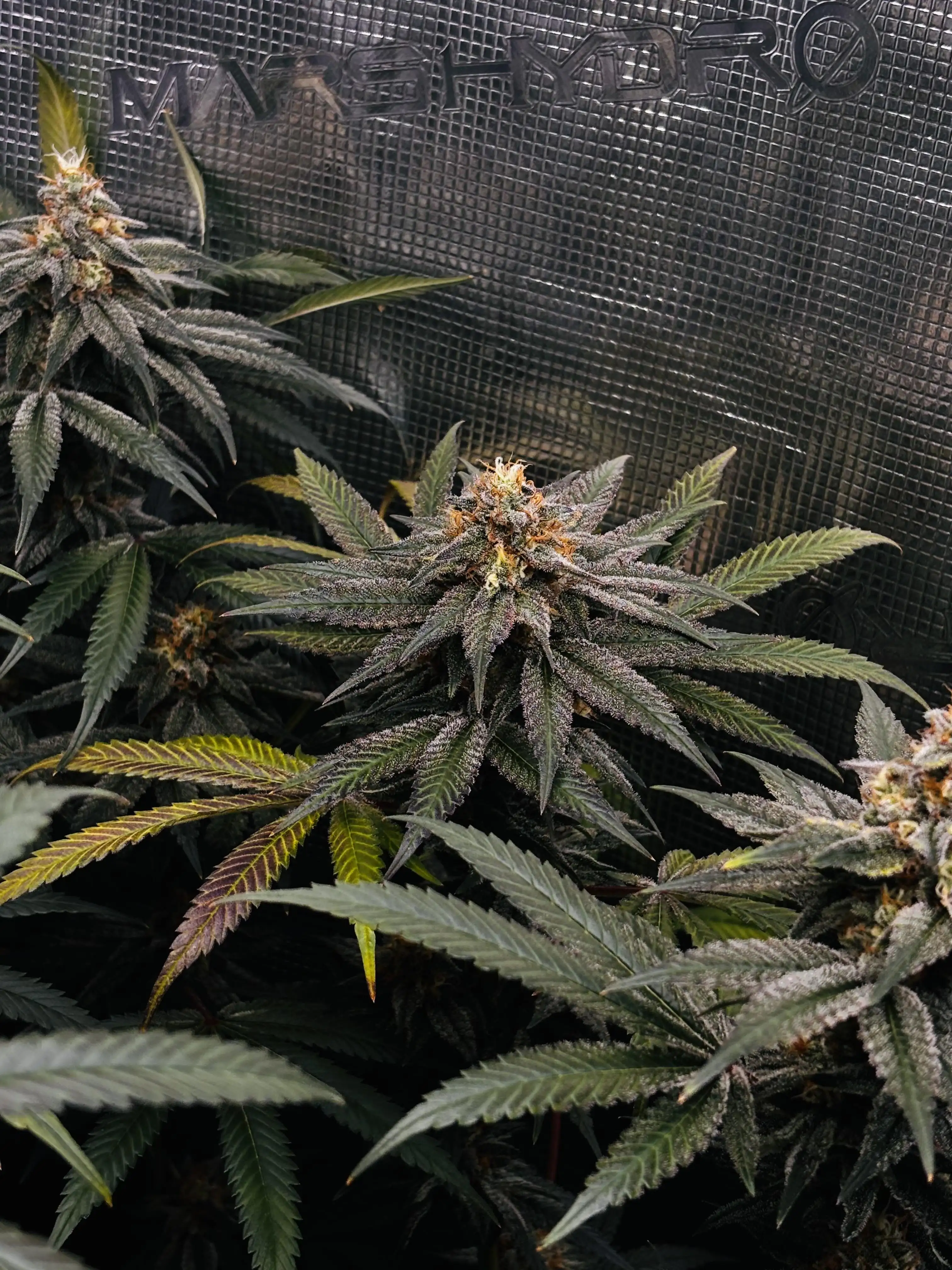 SmokeInParadise420