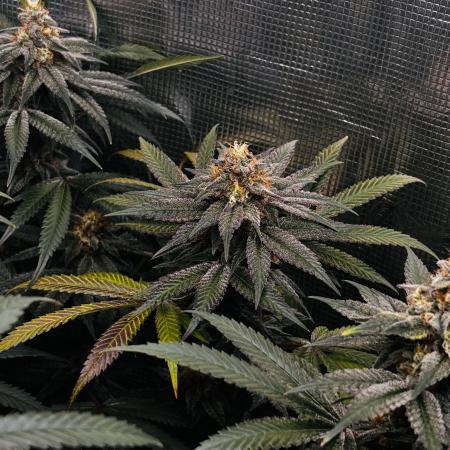 SmokeInParadise420