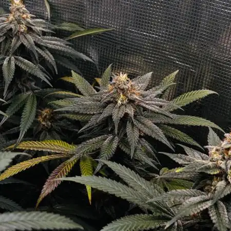 SmokeInParadise420