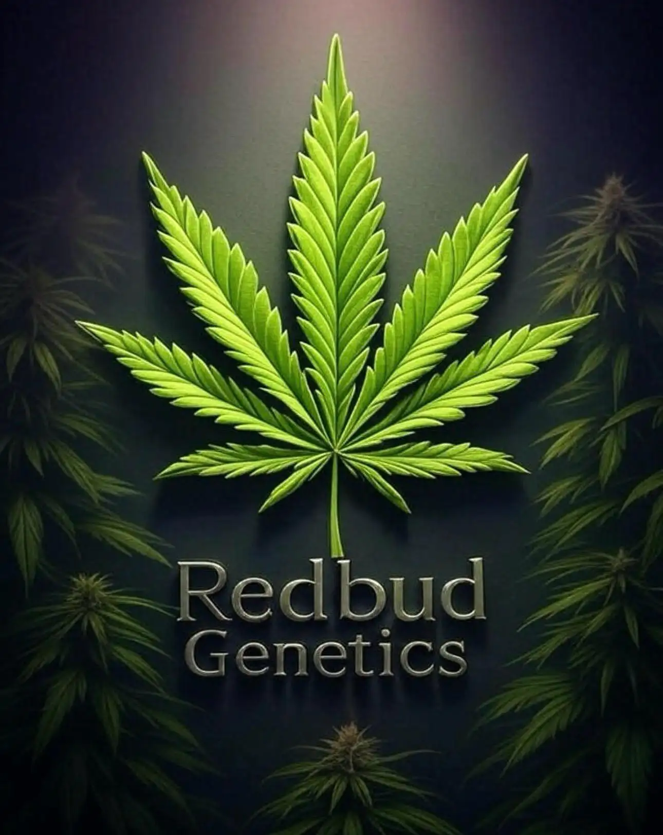RedbudGenetics420