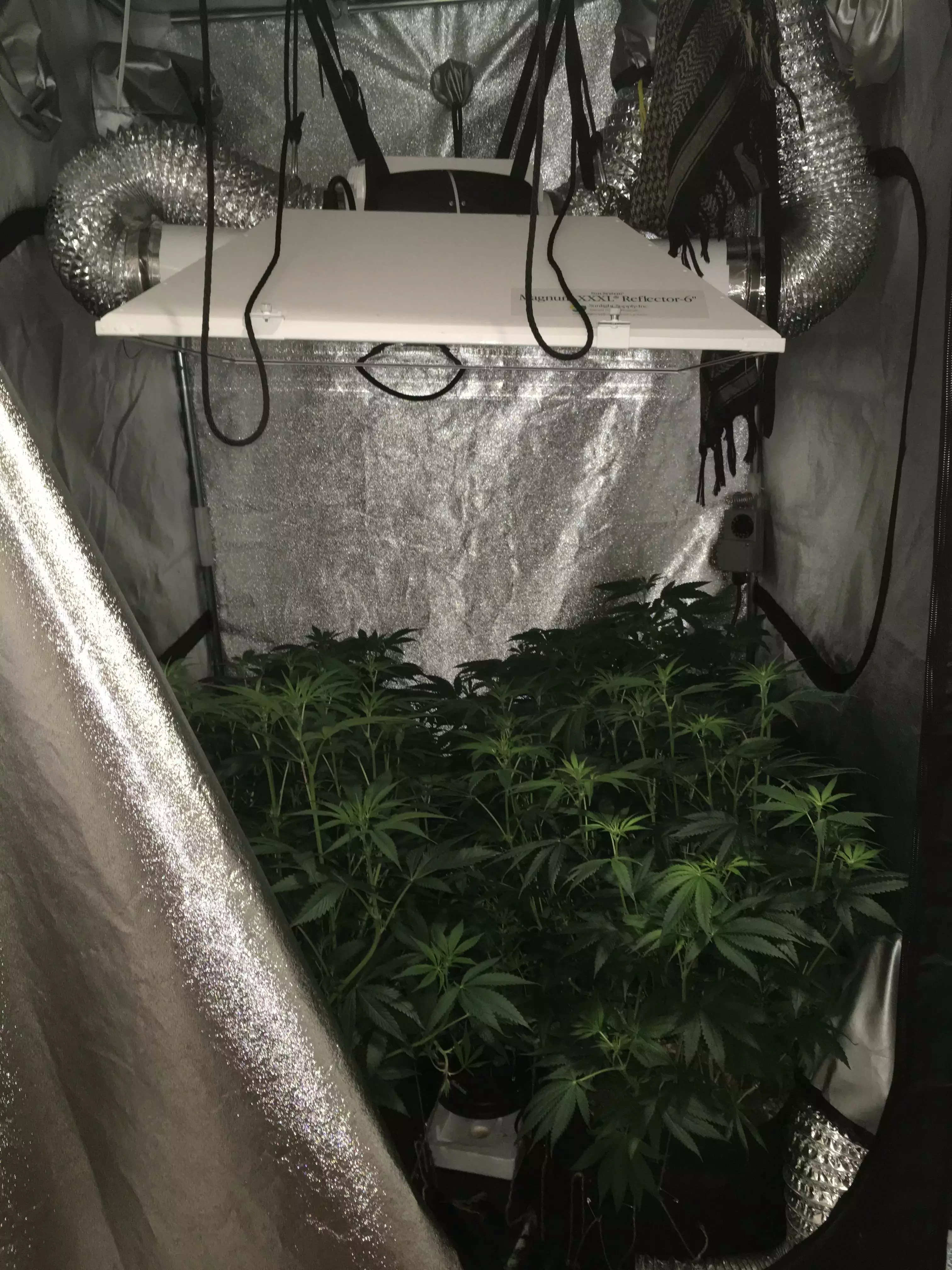 MedicinePlants
