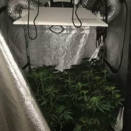 MedicinePlants