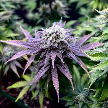 Karl_Heinz420
