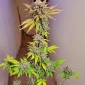 Nonem420
