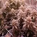 Orgaled420