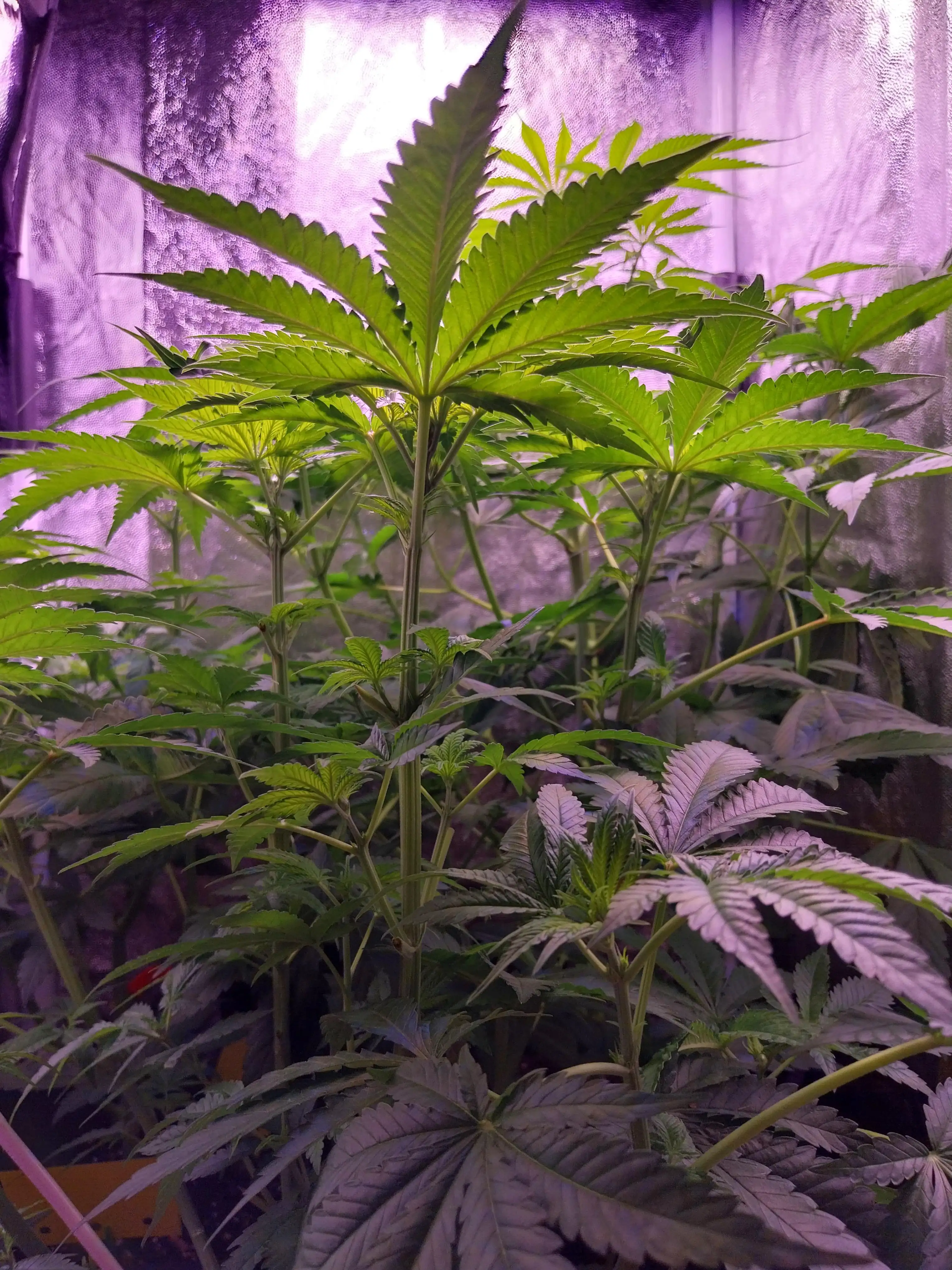 420Senpai
