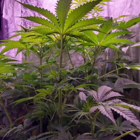 420Senpai