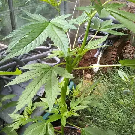 Cannabisgrowvlogs