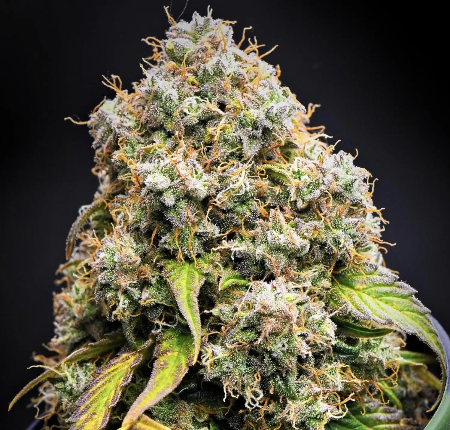 DarbGrowDiaries