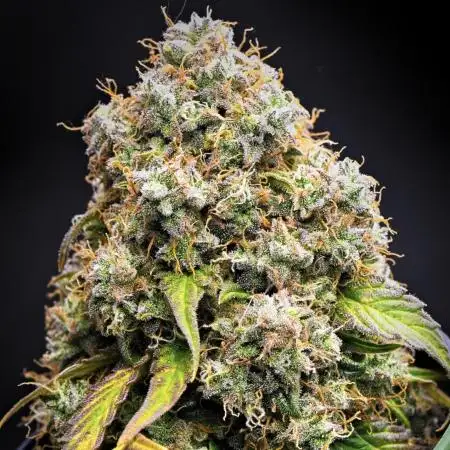 DarbGrowDiaries
