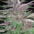KushMafia213