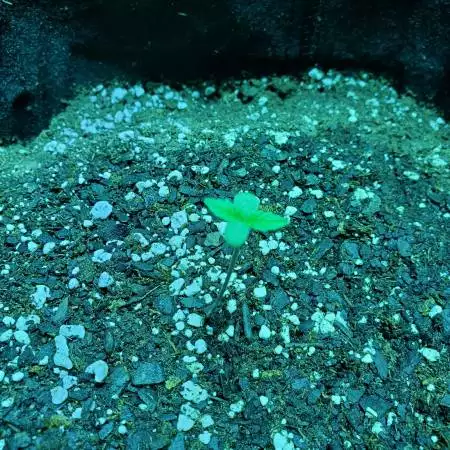Cannadaddy