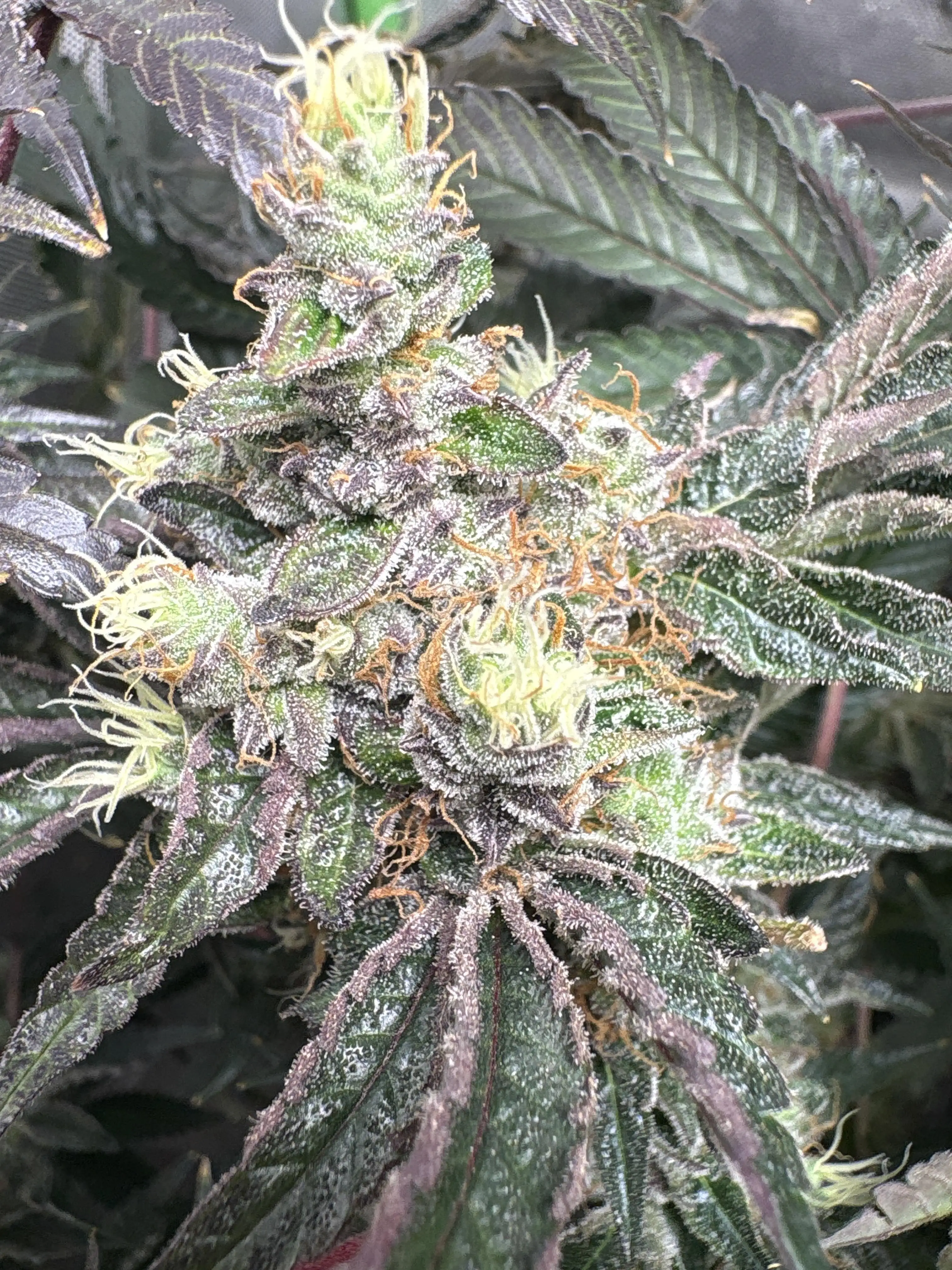 Synganixx