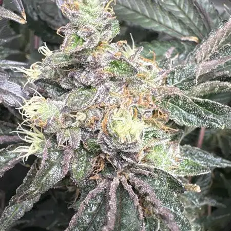 Synganixx