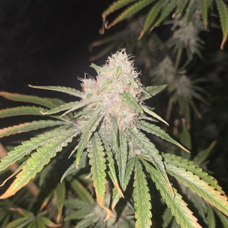 Mr175budman